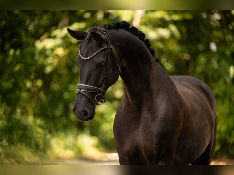 Hanoverian Mare 7 years 16.2 hh Smoky-Black in Wehringen