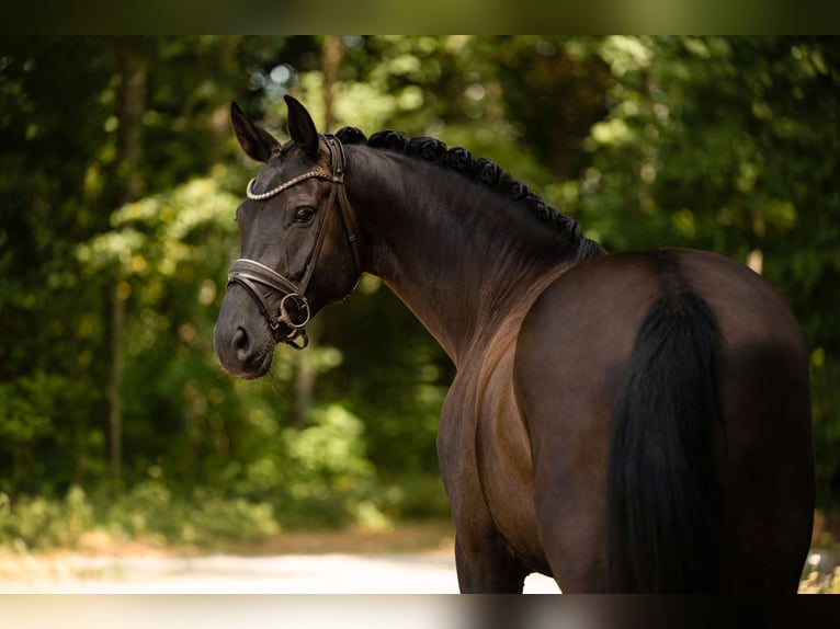 Hanoverian Mare 7 years 16.2 hh Smoky-Black in Wehringen