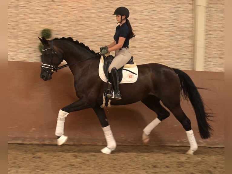 Hanoverian Mare 7 years 16.2 hh Smoky-Black in Wehringen
