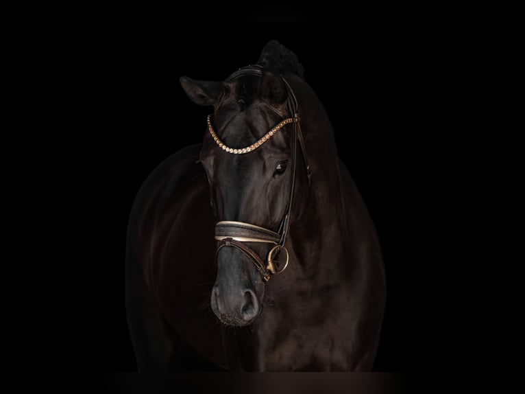 Hanoverian Mare 7 years 16.2 hh Smoky-Black in Wehringen