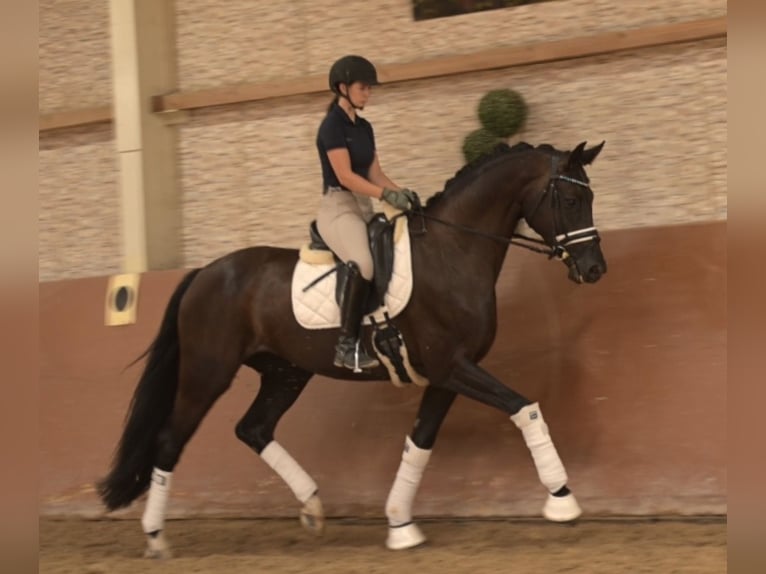 Hanoverian Mare 7 years 16.2 hh Smoky-Black in Wehringen