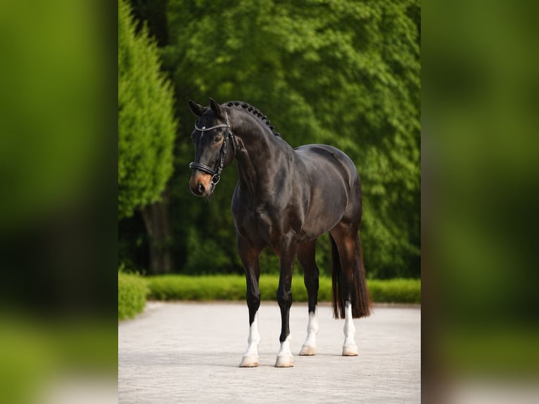 Hanoverian Mare 7 years 16.3 hh Bay-Dark in Budapest