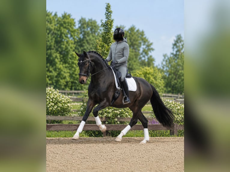 Hanoverian Mare 7 years 16.3 hh Bay-Dark in Budapest