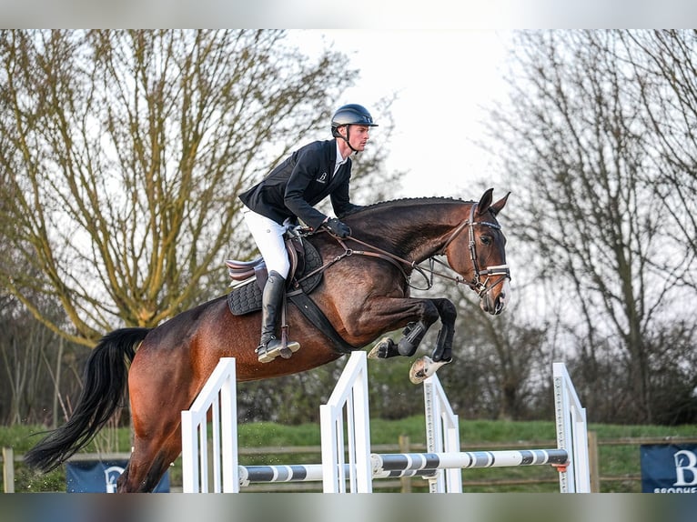 Hanoverian Mare 7 years 16.3 hh Bay-Dark in Riedstadt