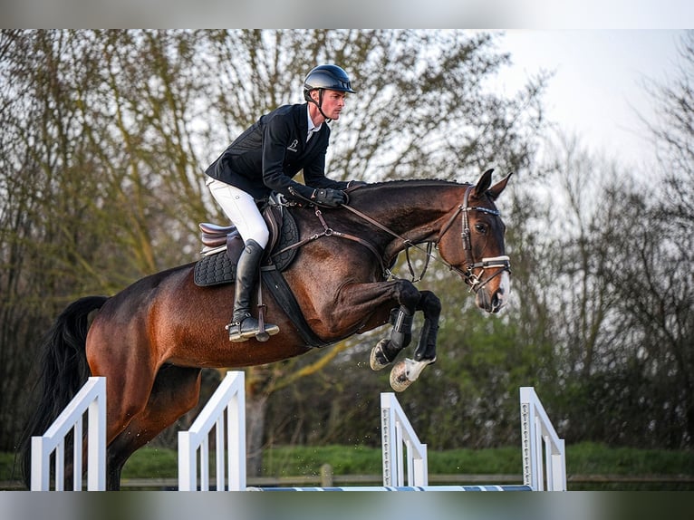 Hanoverian Mare 7 years 16.3 hh Bay-Dark in Riedstadt