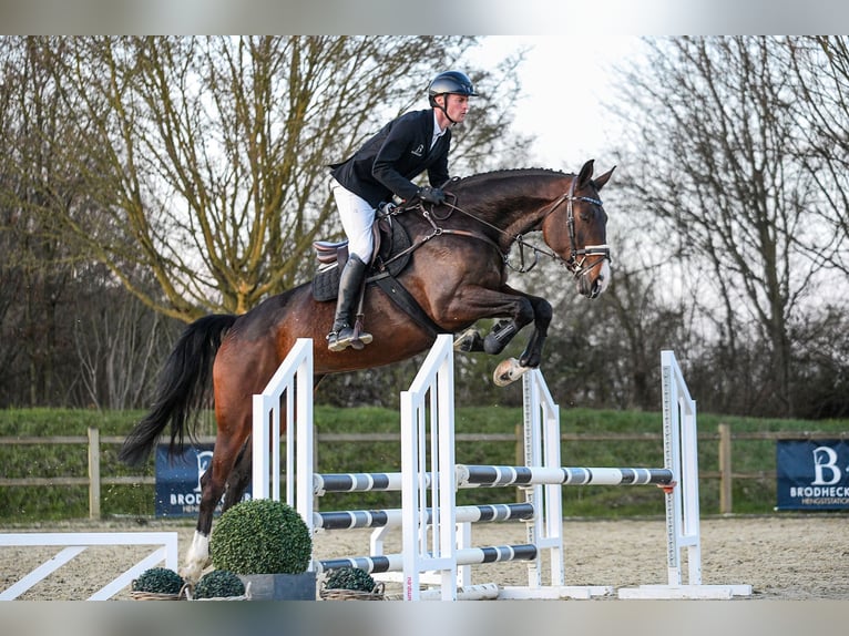 Hanoverian Mare 7 years 16.3 hh Bay-Dark in Riedstadt