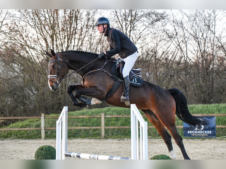 Hanoverian Mare 7 years 16.3 hh Bay-Dark in Riedstadt
