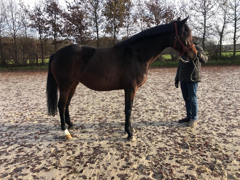Hanoverian Mare 7 years 16,3 hh Brown in Münster