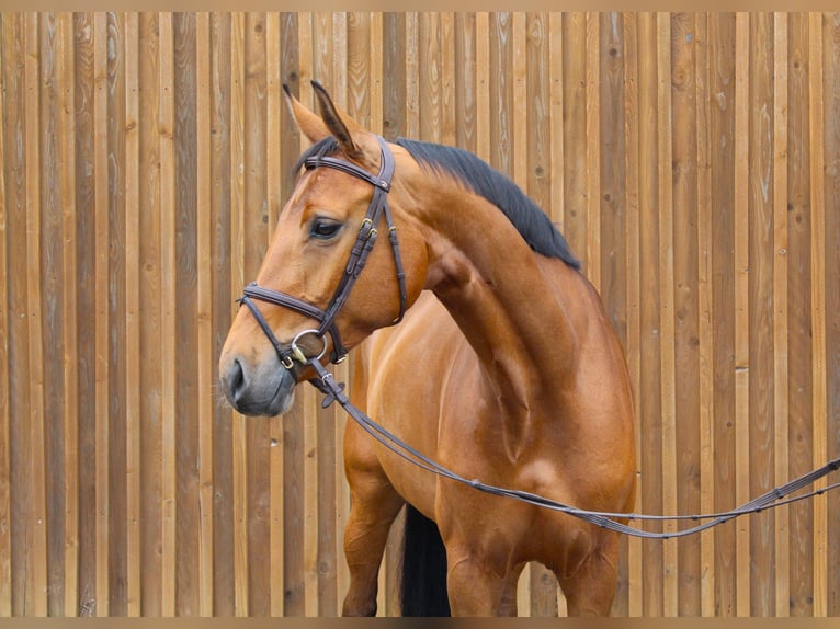 Hanoverian Mare 7 years 16,3 hh Brown in Uetze