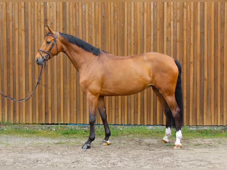 Hanoverian Mare 7 years 16,3 hh Brown in Uetze