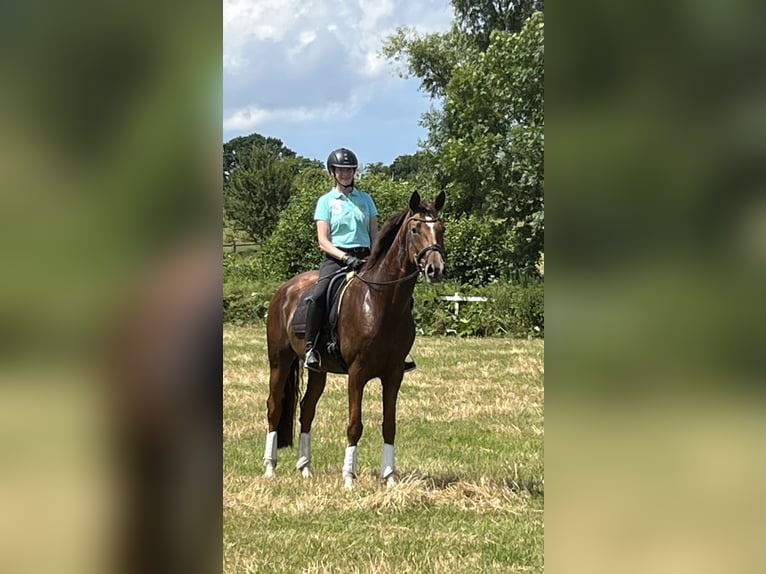 Hanoverian Mare 7 years 16,3 hh Chestnut in Harmsdorf