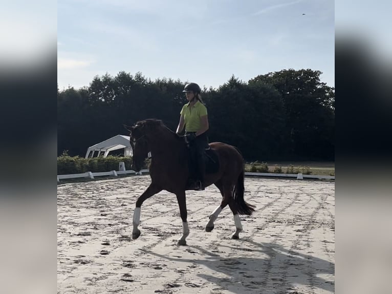 Hanoverian Mare 7 years 16,3 hh Chestnut in Harmsdorf