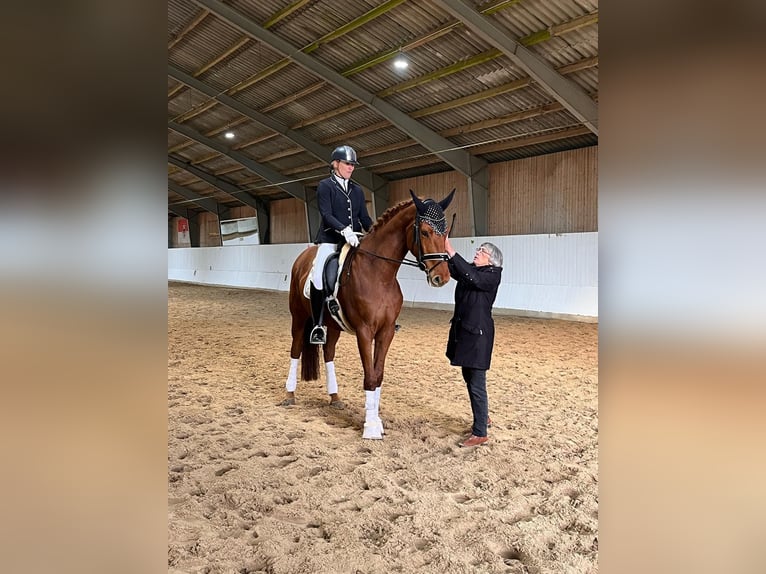 Hanoverian Mare 7 years 16.3 hh Chestnut-Red in Strausberg