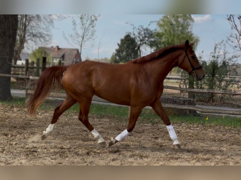 Hanoverian Mare 7 years 16,3 hh Chestnut-Red in Lüneburg