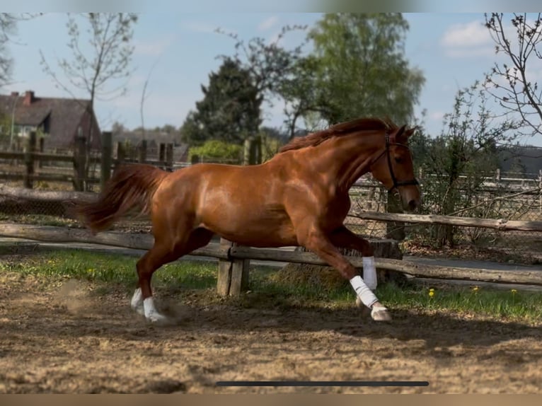 Hanoverian Mare 7 years 16,3 hh Chestnut-Red in Lüneburg