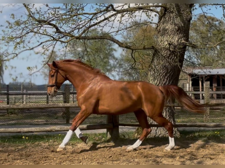 Hanoverian Mare 7 years 16,3 hh Chestnut-Red in Lüneburg