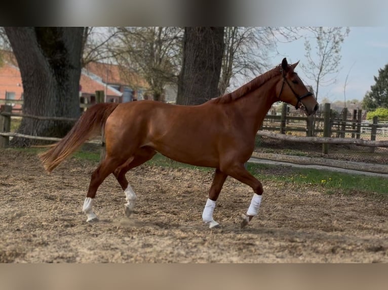 Hanoverian Mare 7 years 16,3 hh Chestnut-Red in Lüneburg