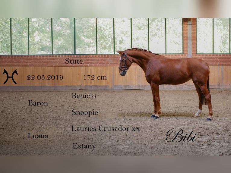Hanoverian Mare 7 years 16.3 hh Chestnut-Red in Ankum
