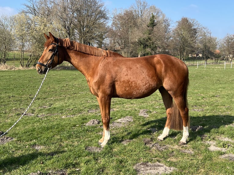 Hanoverian Mare 7 years 16.3 hh Chestnut-Red in Beverstedt