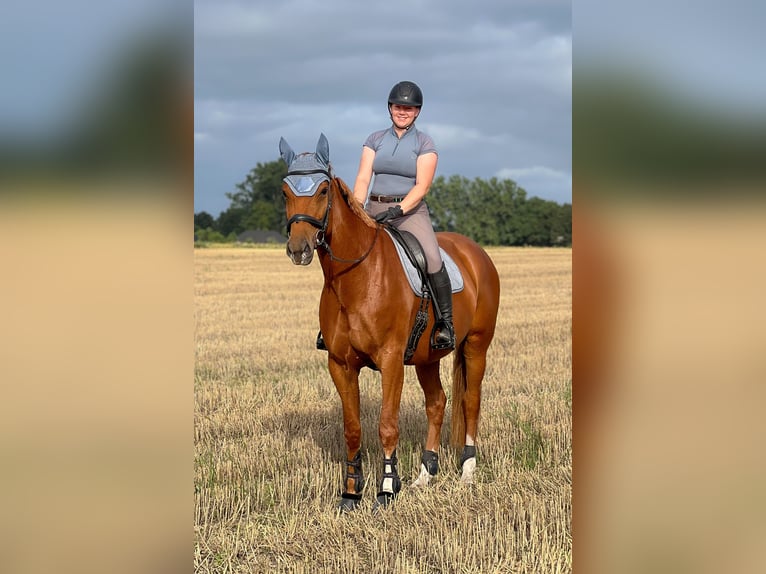Hanoverian Mare 7 years 16.3 hh Chestnut-Red in Beverstedt