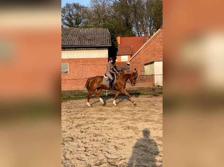 Hanoverian Mare 7 years 16.3 hh Chestnut-Red in Beverstedt
