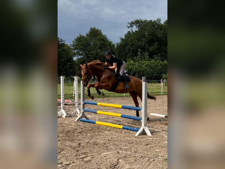 Hanoverian Mare 7 years 16.3 hh Chestnut-Red in Beverstedt