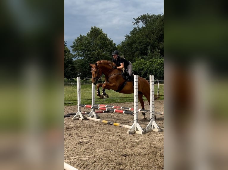 Hanoverian Mare 7 years 16.3 hh Chestnut-Red in Beverstedt