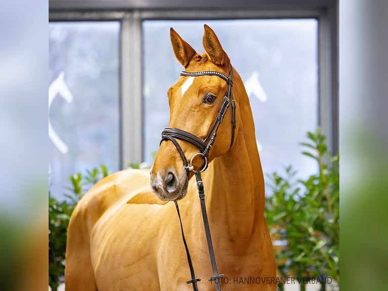 Hanoverian Mare 7 years 16,3 hh Chestnut-Red in Verden