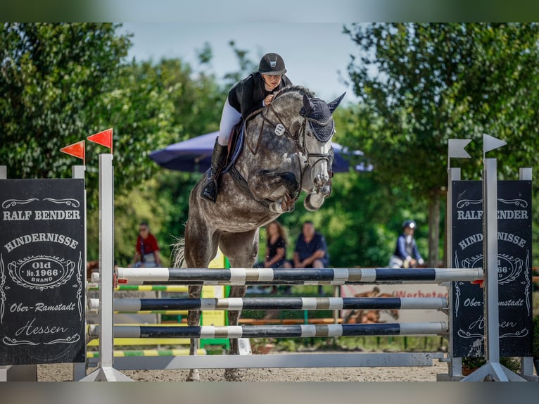 Hanoverian Mare 7 years 16,3 hh Gray-Dapple in Wächtersbach