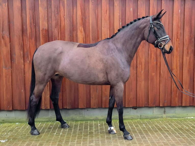 Hanoverian Mare 7 years 16.3 hh Smoky-Black in Verden