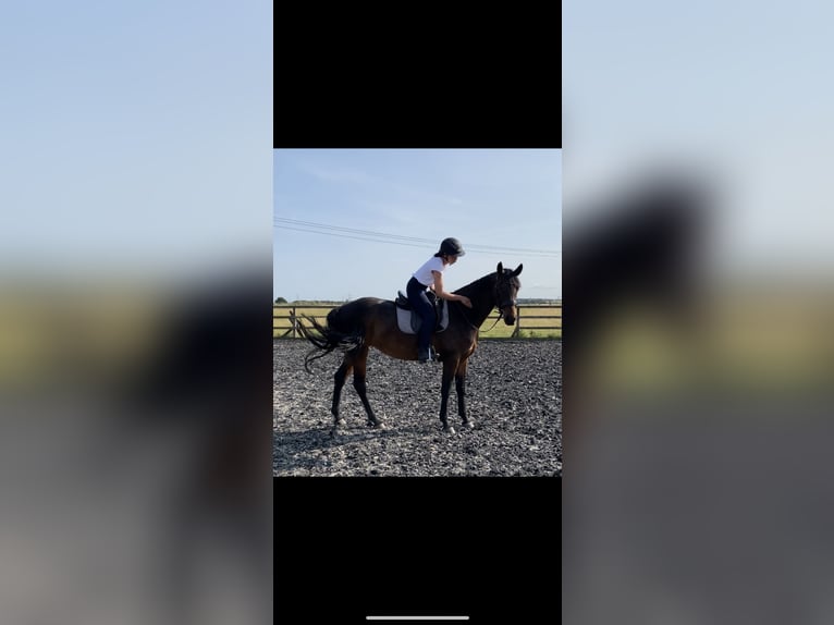 Hanoverian Mare 7 years 16 hh Bay-Dark in Dunblane Scotland