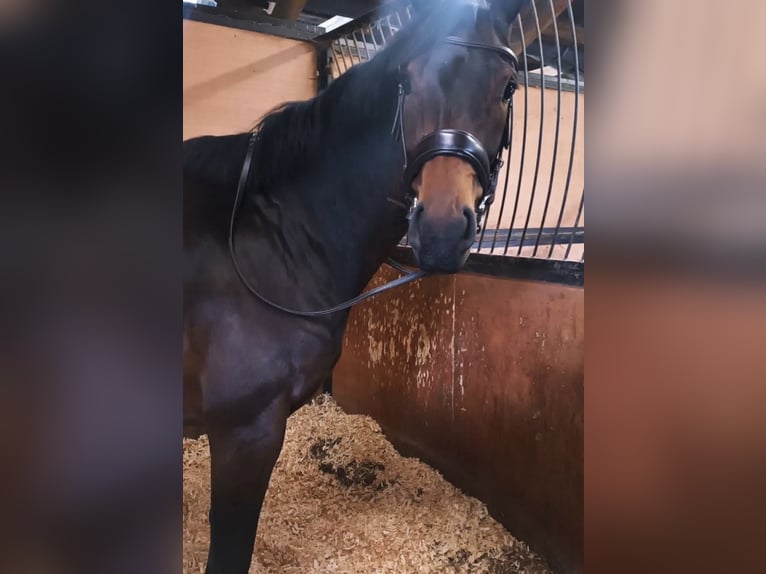 Hanoverian Mare 7 years 16 hh Bay-Dark in Dunblane Scotland