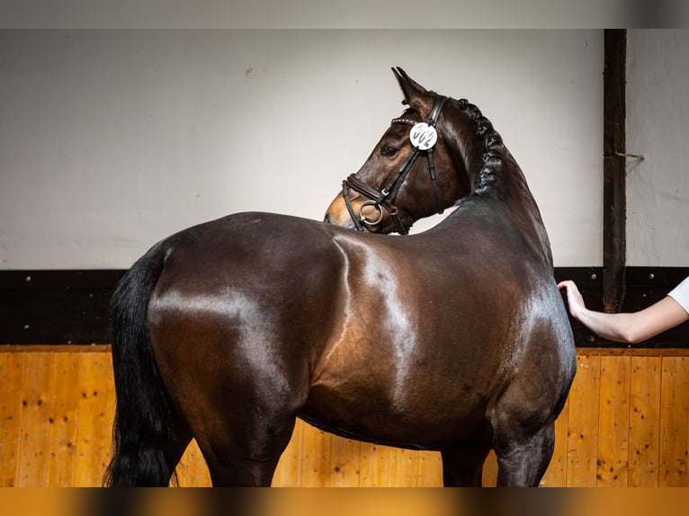 Hanoverian Mare 7 years 16 hh Bay-Dark in Dormagen