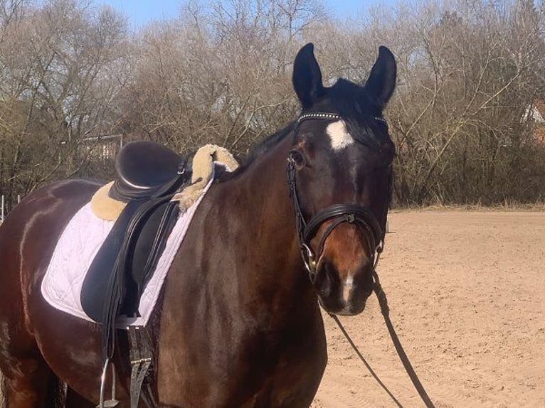 Hanoverian Mare 7 years 16 hh Bay-Dark in Verden (Aller)
