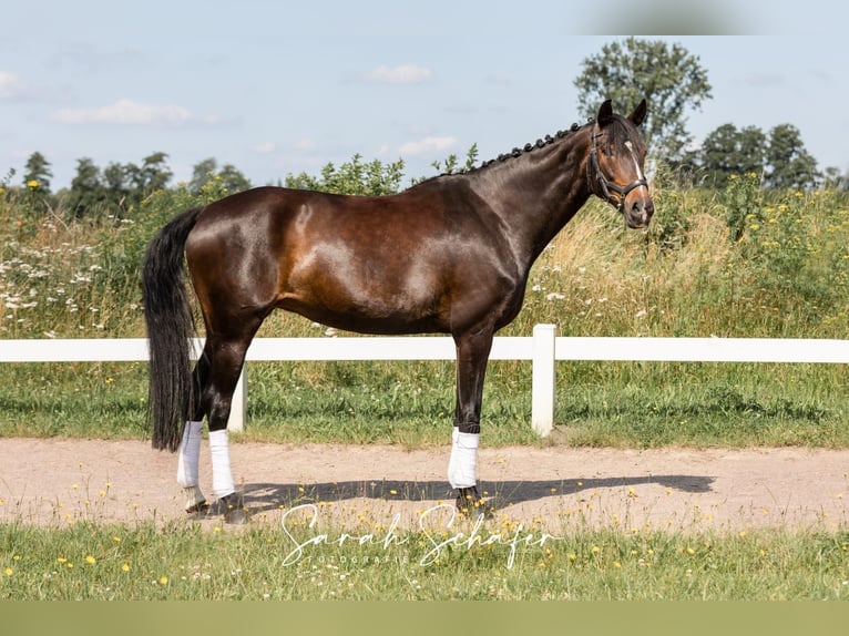 Hanoverian Mare 7 years 16 hh Bay-Dark in Visselhövede