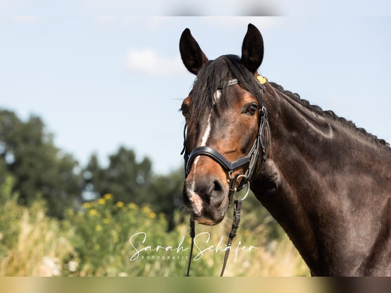 Hanoverian Mare 7 years 16 hh Bay-Dark in Visselhövede