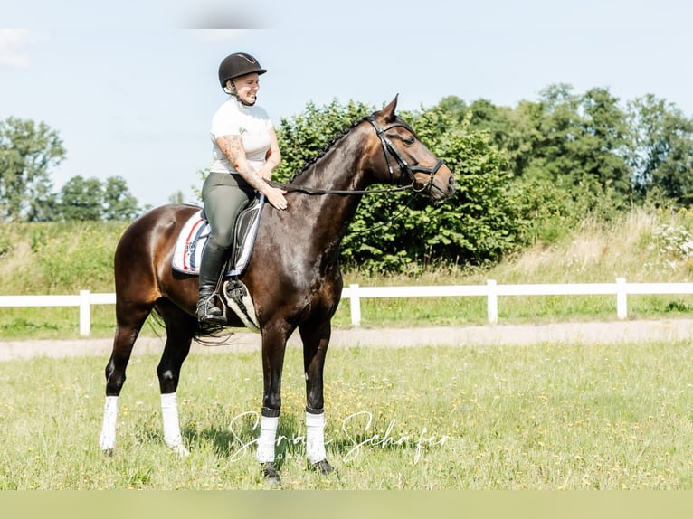 Hanoverian Mare 7 years 16 hh Bay-Dark in Visselhövede