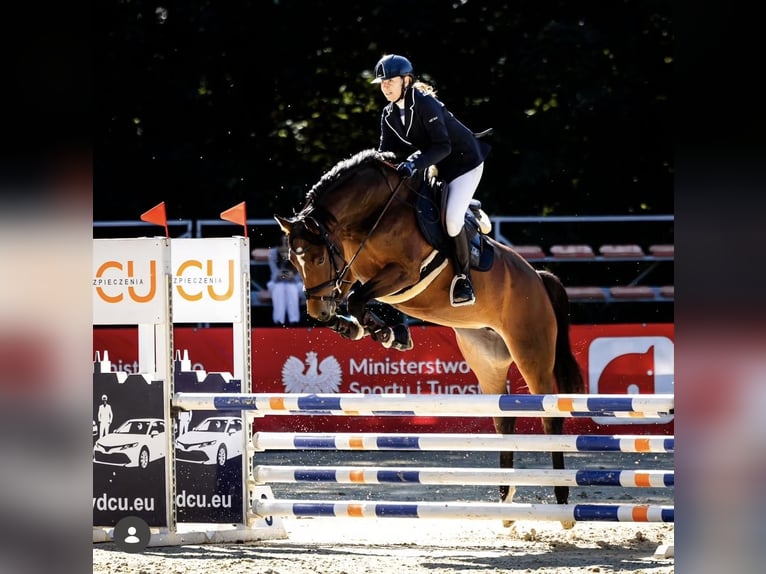 Hanoverian Mare 7 years 16 hh Bay-Dark in Trzebnica