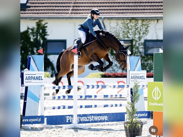 Hanoverian Mare 7 years 16 hh Bay-Dark in Trzebnica