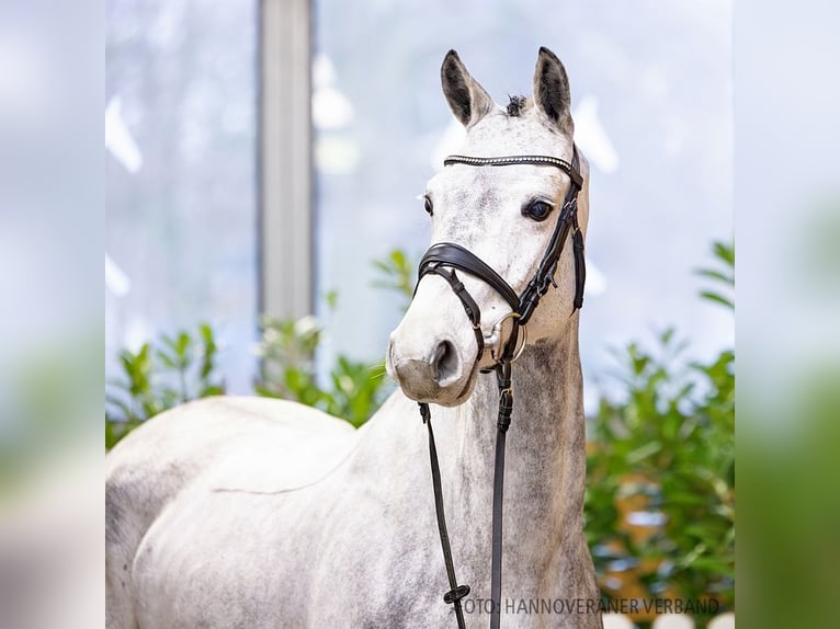 Hanoverian Mare 7 years 16 hh Bay-Dark in Verden