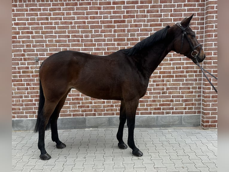 Hanoverian Mare 7 years 16 hh Bay-Dark in Walldorf