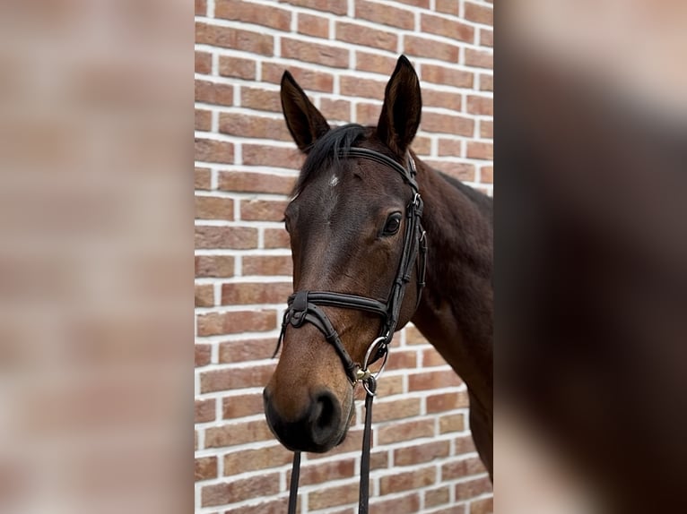 Hanoverian Mare 7 years 16 hh Bay-Dark in Walldorf