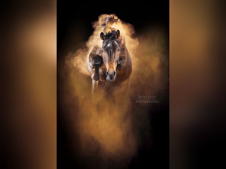 Hanoverian Mare 7 years 16 hh Bay-Dark in Belum