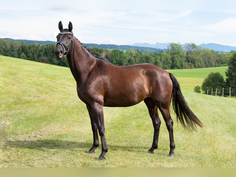 Hanoverian Mare 7 years 16 hh Black in Kempten