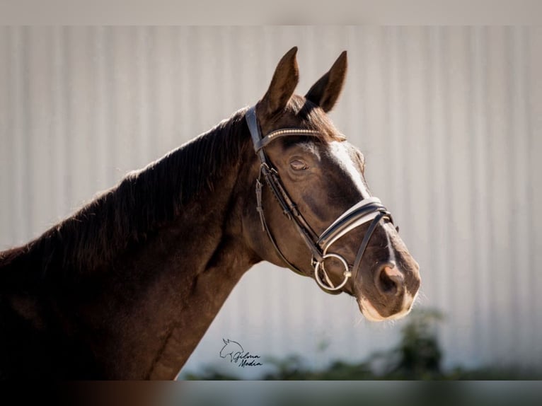 Hanoverian Mare 7 years 16 hh Black in Madrid