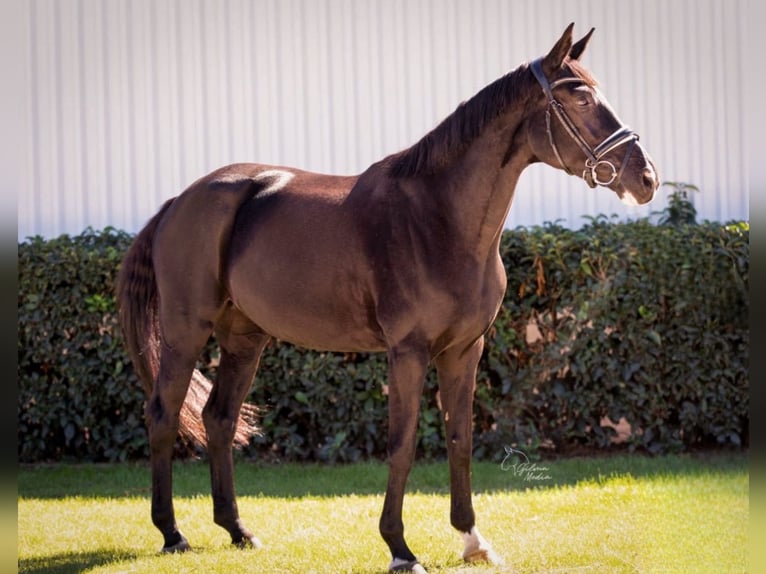 Hanoverian Mare 7 years 16 hh Black in Madrid