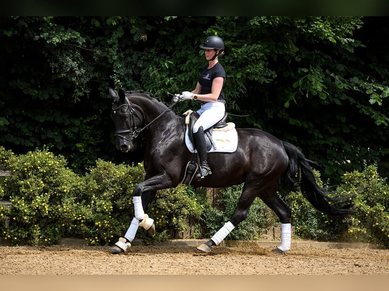 Hanoverian Mare 7 years 16 hh Black in Riedstadt