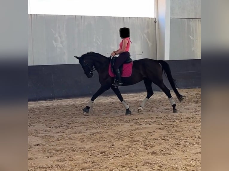 Hanoverian Mare 7 years 16 hh Black in Valdetorres De Jarama