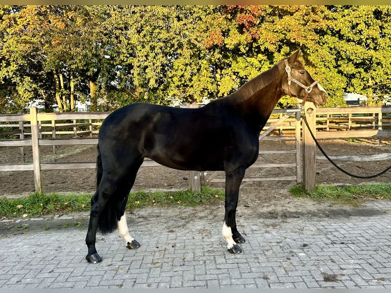 Hanoverian Mare 7 years 16 hh Black in Barsinghausen