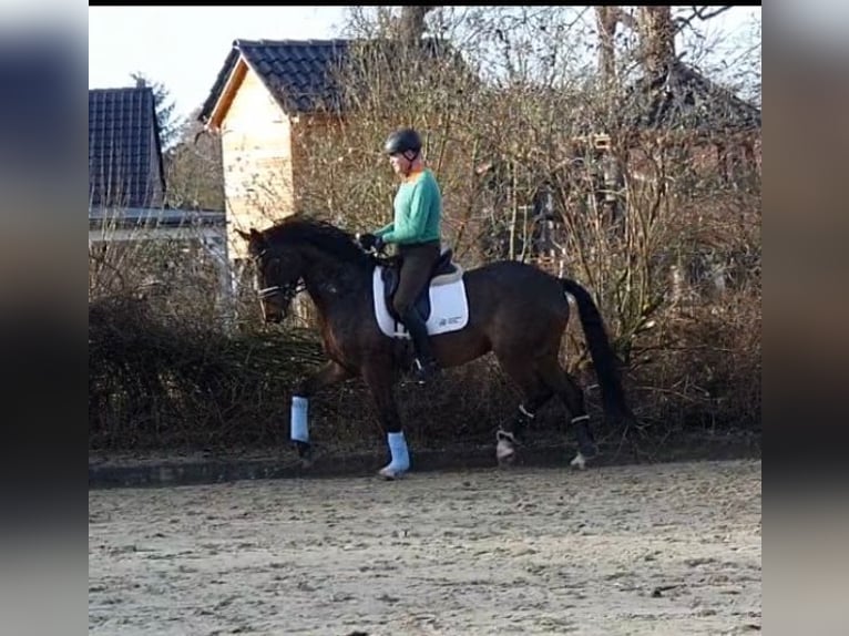 Hanoverian Mare 7 years 16 hh Brown in Hepstedt